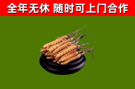 甘孜市烟酒回收冬虫夏草.jpg