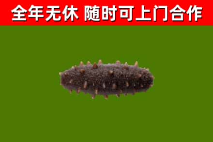 甘孜市烟酒回收干海参.jpg
